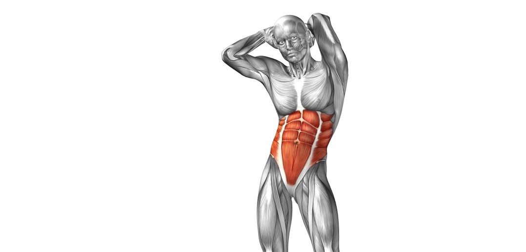 Abdominal Muscles - Golf Anatomy and Kinesiology