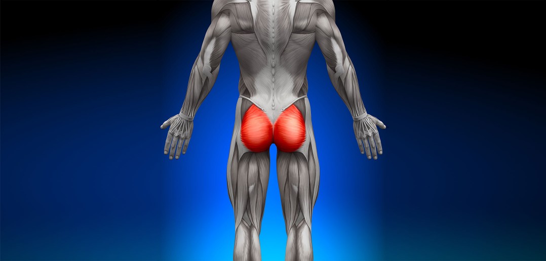 The Role of the Glutes in the Golf Swing - Golf Anatomy and Kinesiology