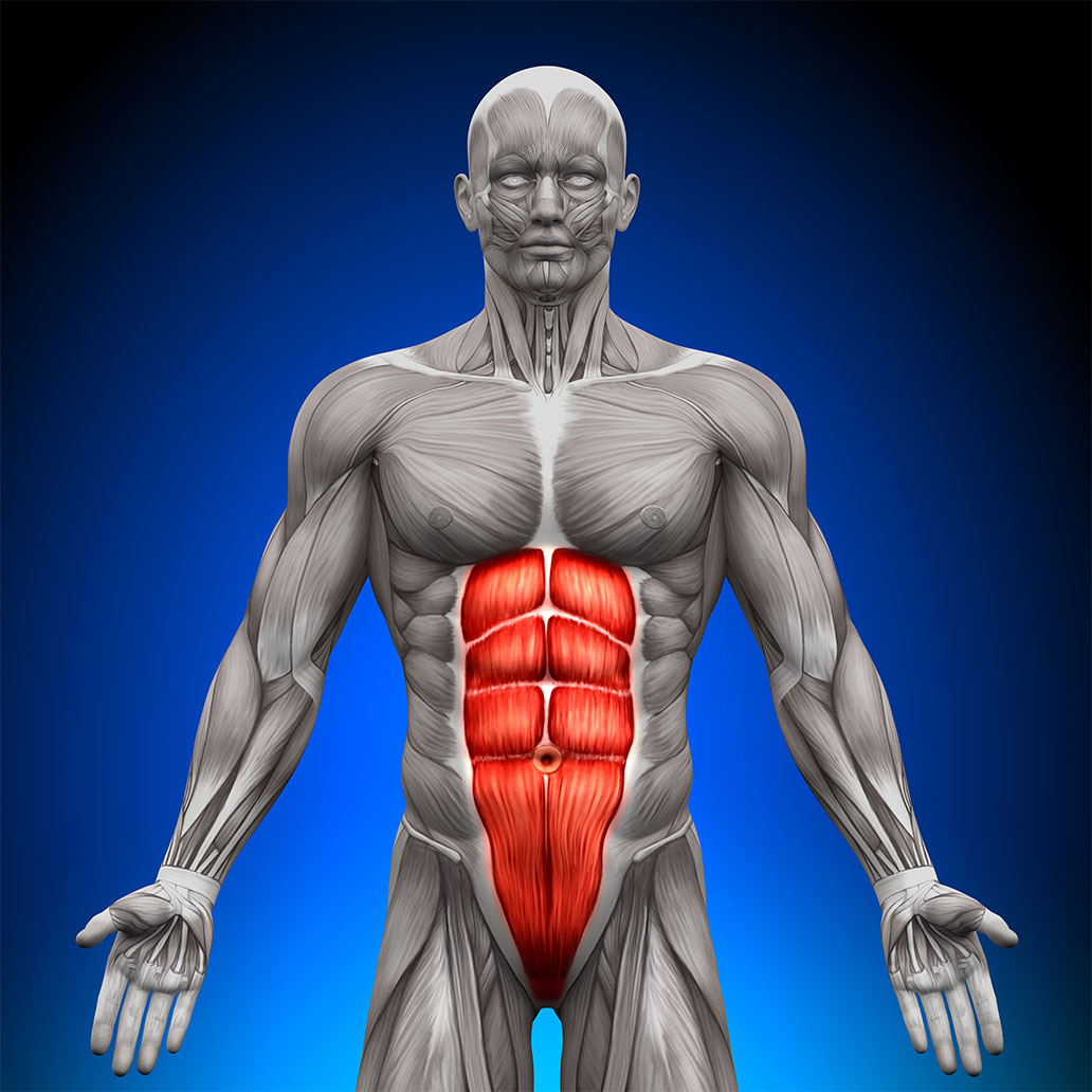 Understanding Abdominal Muscles  Abdominal muscles, Muscle, Abdominal