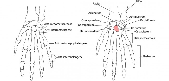 Wrist Articulations - Golf Anatomy and Kinesiology