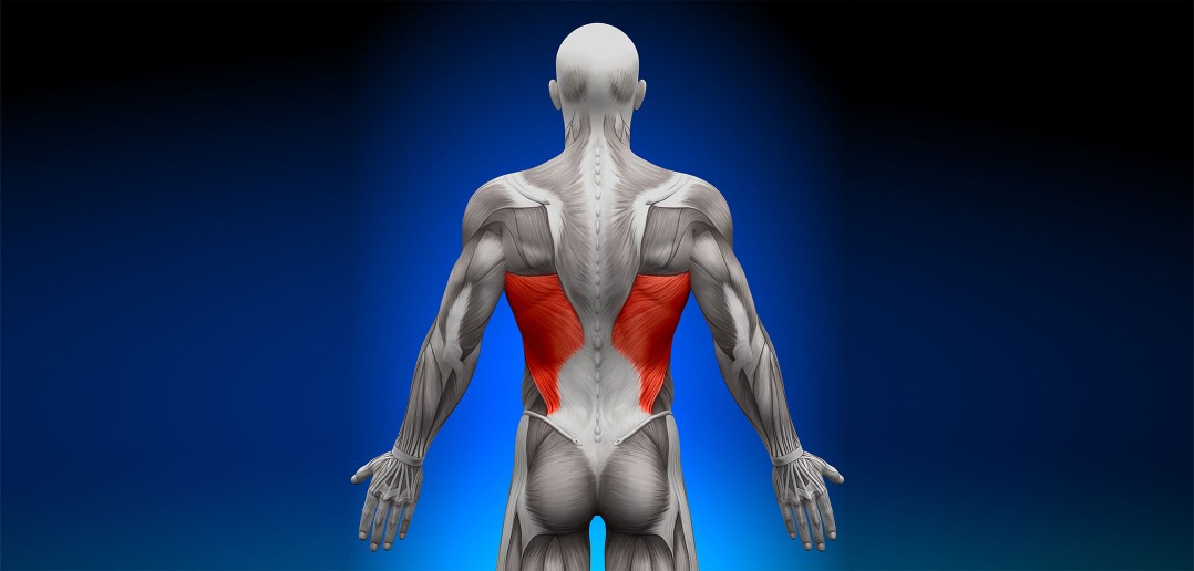 The Role of the Lats in the Golf Swing - Golf Anatomy and Kinesiology