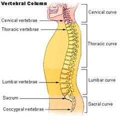 Figure 1.  The vertebral column