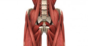 The Role of the Psoas Major in the Golf Swing - Golf Anatomy and Kinesiology