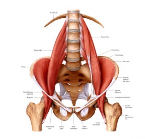Psoas Major Muscle - Golf Anatomy and Kinesiology