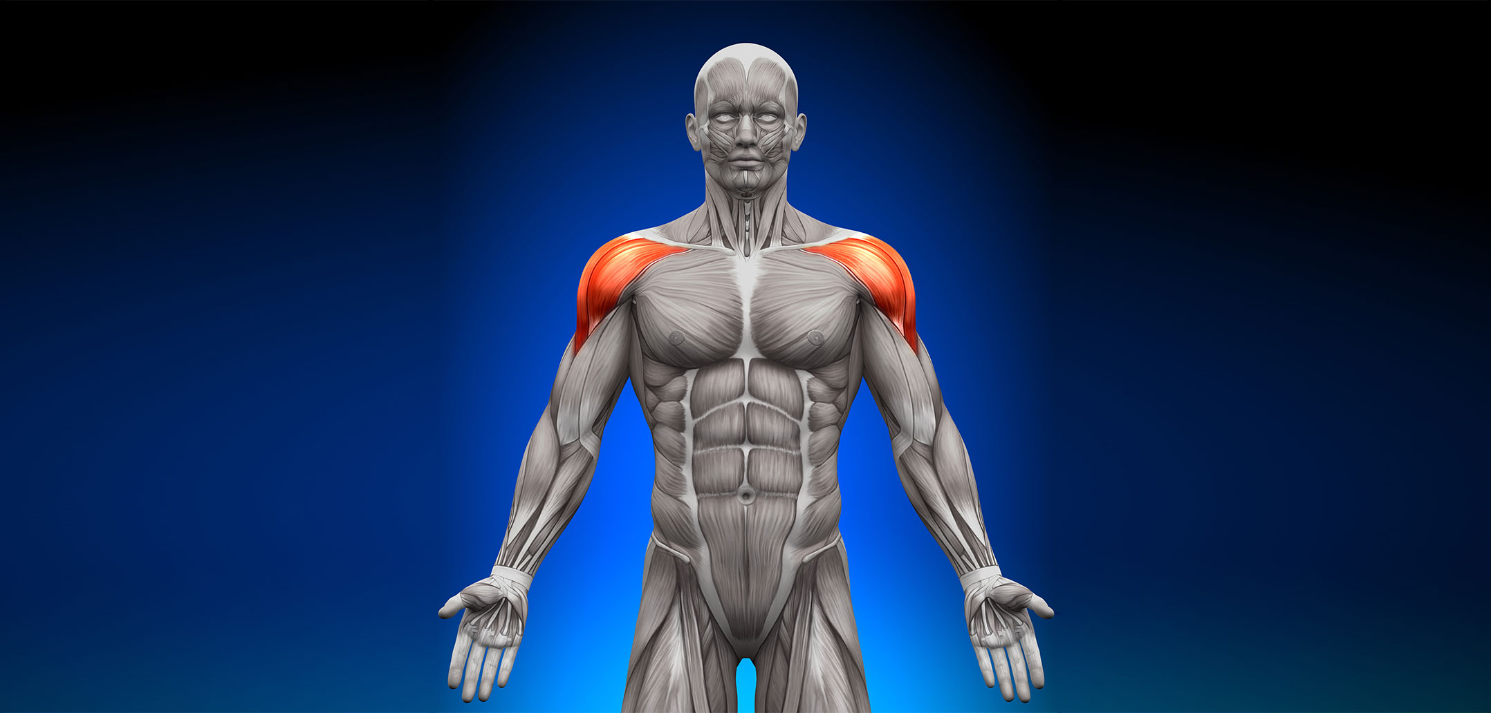 anterior deltoid muscles