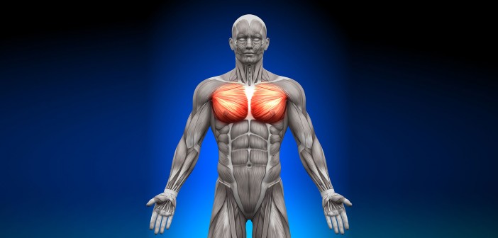 The Role of the Pecs in the Golf Swing - Golf Anatomy and Kinesiology