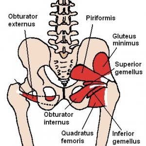 Posterior Hip Muscles - Golf Anatomy and Kinesiology