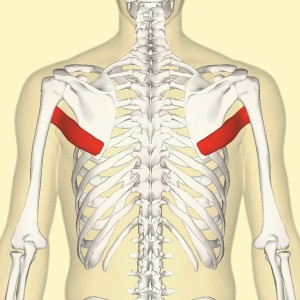 Teres major muscle