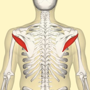 Teres minor muscle