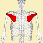 Figure 1 - Infraspinatus muscle