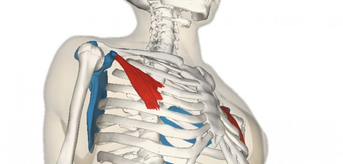 Pectoralis minor muscle - Golf Anatomy and Kinesiology