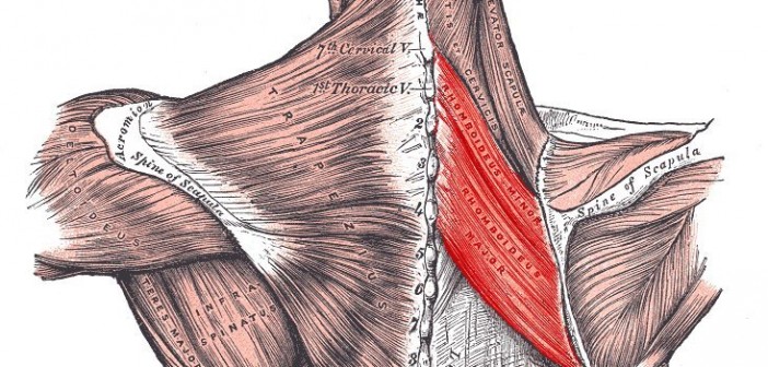 Rhomboid muscles (Rhomboidei) - Golf Anatomy and Kinesiology
