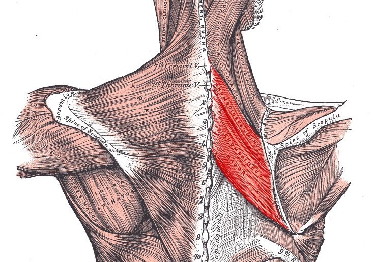 Rhomboid muscles (Rhomboidei) - Golf Anatomy and Kinesiology