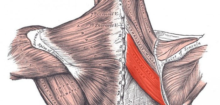 Rhomboid major muscle - Golf Anatomy and Kinesiology