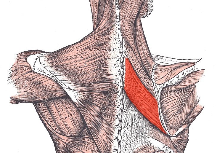 Rhomboid major muscle - Golf Anatomy and Kinesiology