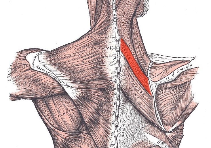 Rhomboid minor muscle - Golf Anatomy and Kinesiology