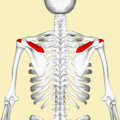 Figure 1 - Supraspinatus muscle
