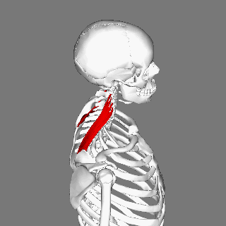 Levator_scapulae_muscle
