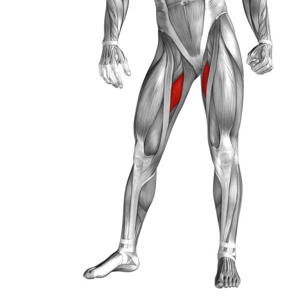 Hip Adductor Muscles 