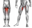 The Role of the Hip Adductors in the Golf Swing - Golf Anatomy and Kinesiology