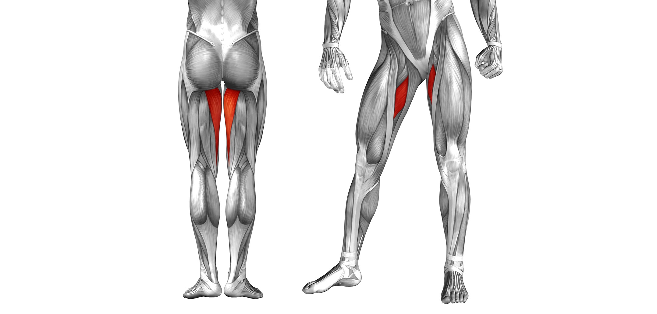 Leg best sale adductor muscles