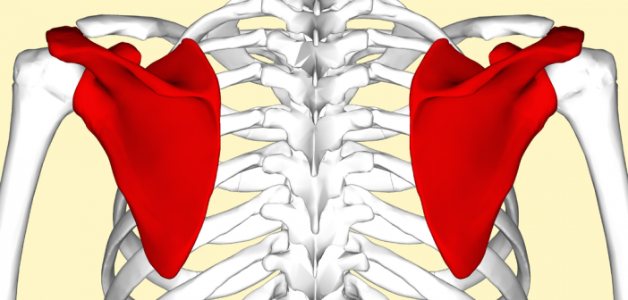 Scapular Articulations - Golf Anatomy and Kinesiology