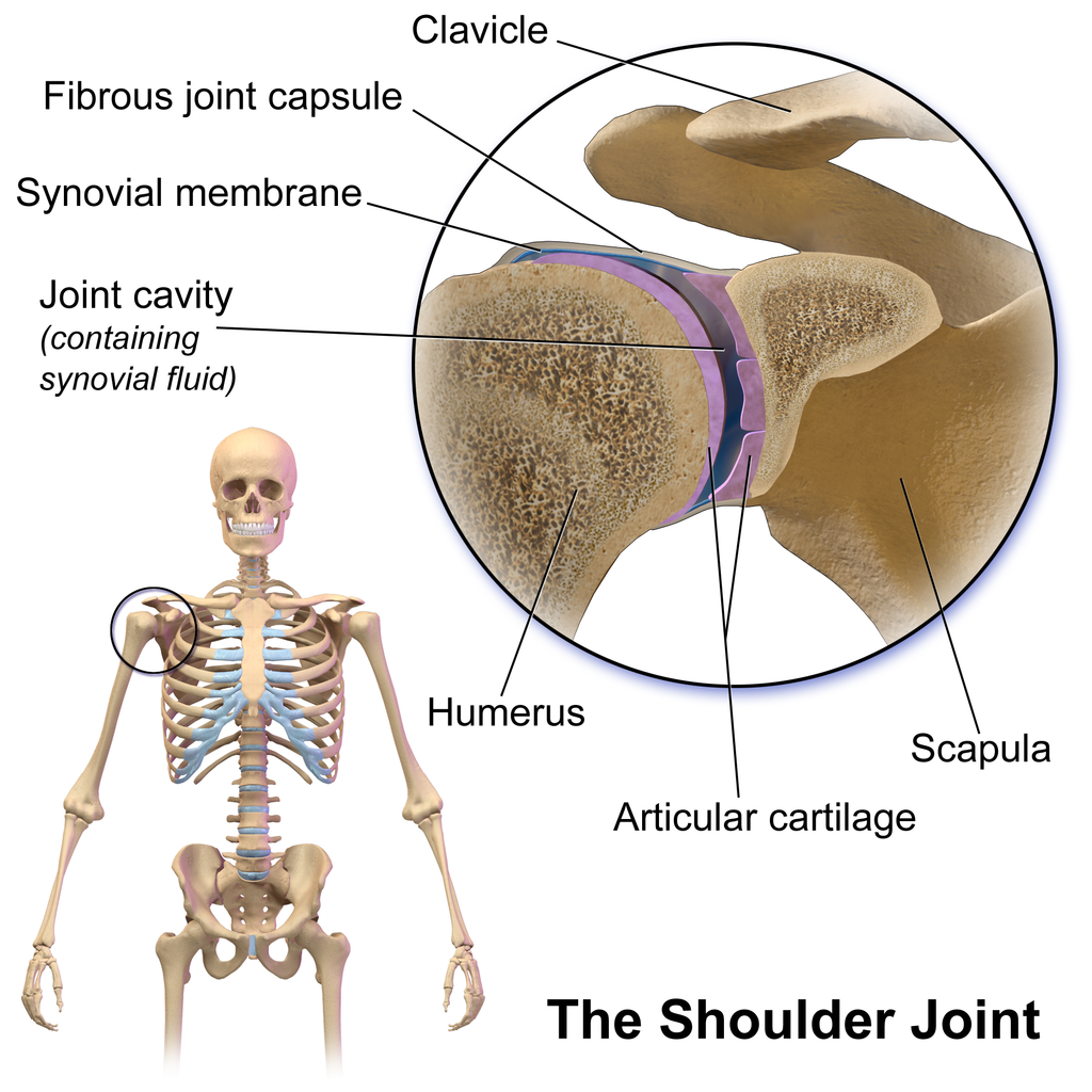 Shoulder Articulations Golf Loopy Play Your Golf Like A Champion